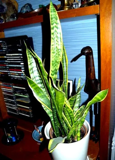 növények