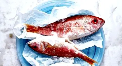 snapper