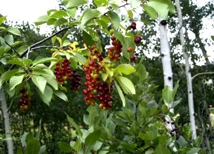 жінки