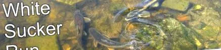 catostomus