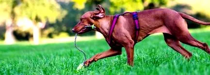 proplan збалансована