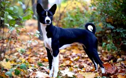 petguide