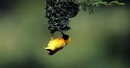 харчову цінність