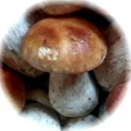 bolete