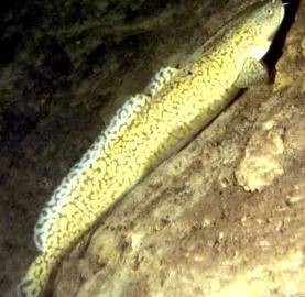burbot burbot