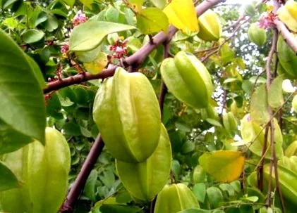 калькулятор фрукт