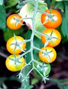 nutriționale pentru