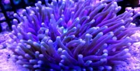 coral