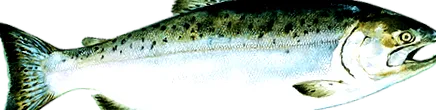Adagolási méret