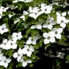 dogwood