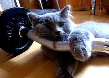 фітнес