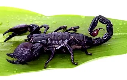 скорпіони імператорські