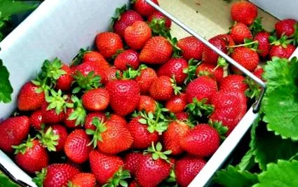 вирощування міські