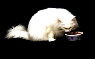 коту коту