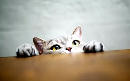 коти