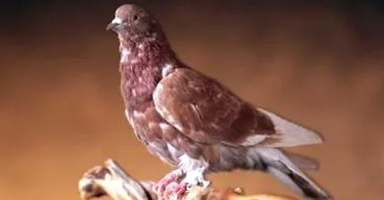 скільки