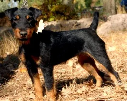 jagdterrier