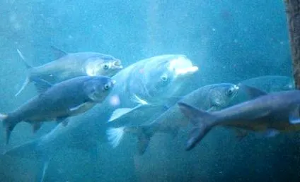 hypophthalmichthys