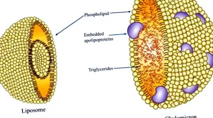 огляд sciencedirect