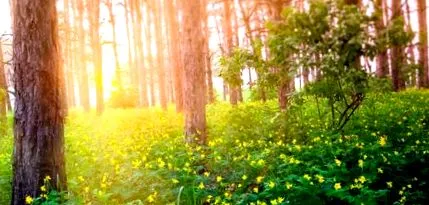spring