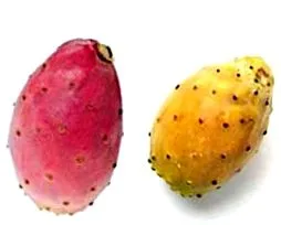 кактусова кактусова