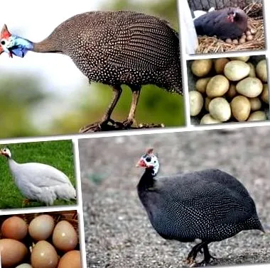 качиних качиних