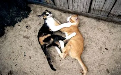 чому