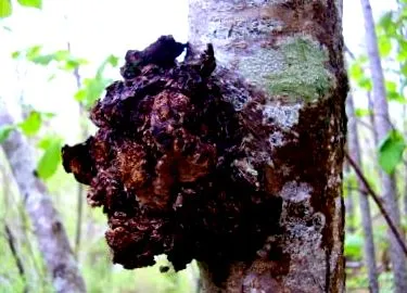 chaga
