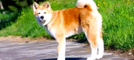 клубу
