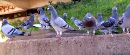 раціон