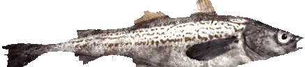 дикий