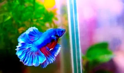 betta