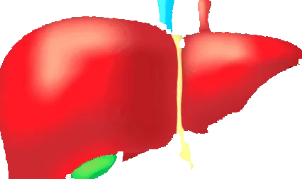 печінки