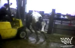 даунера