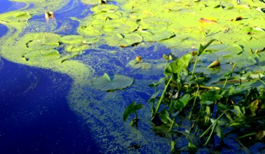 водоростями водоростями