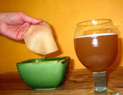 kombucha