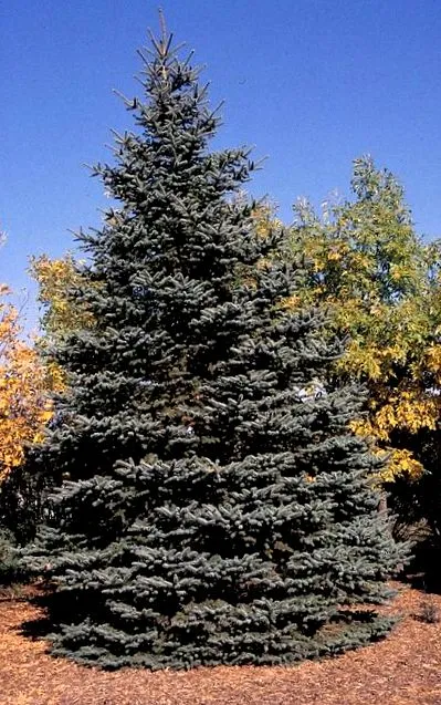 дізнайтеся tree
