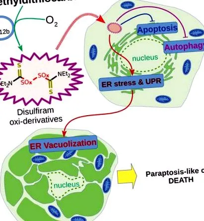 b12b-vitamin
