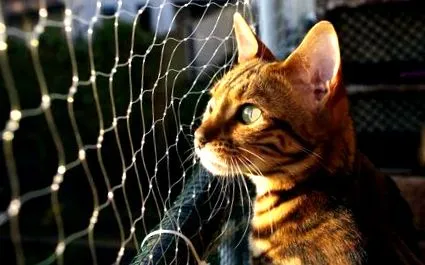 бенгальських котів бенгальських