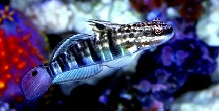 fish