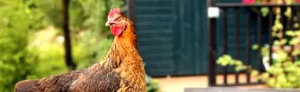 задньому