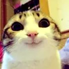 кишки