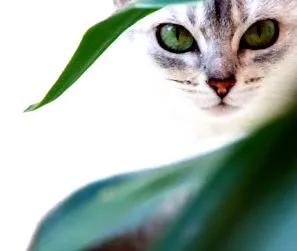 коти