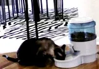 ваша кошеня