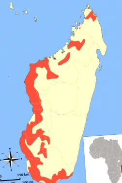 карликовий