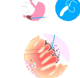 pylori