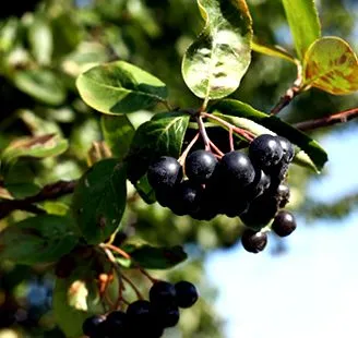 berry