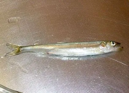 керівництво