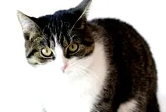 котів