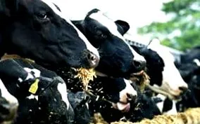 високої продуктивності харчування